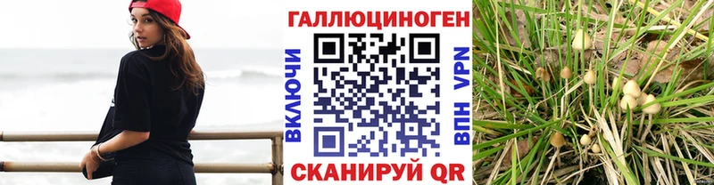 мега онион  Норильск  сайты даркнета какой сайт  Галлюциногенные грибы Psilocybe 